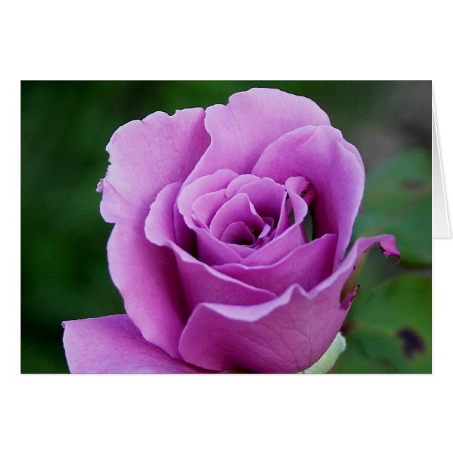 Lila Rose (Vorderseite (Horizontal))