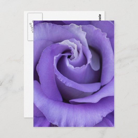 Lila Rose Blumenkarte Postkarte (Vorne/Hinten)