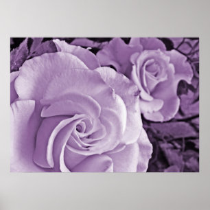 Lila Rose ~ Blumenposter Poster