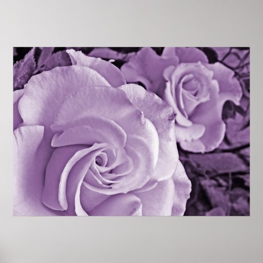 Lila Rose ~ Blumenposter Poster (Vorne)