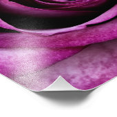 Lila Rose Fotodruck (Ecke)