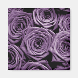 Lila Rose Magnet