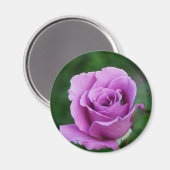 Lila Rose Magnet (Vorderseite/Rückseite)