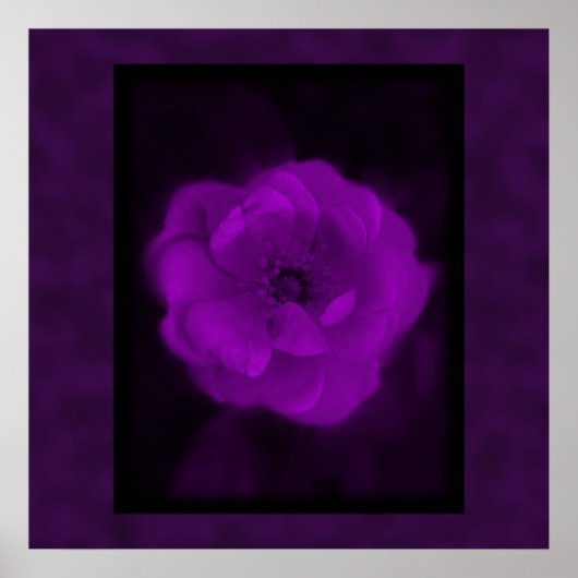 Lila Rose. Mit Schwarz und Dunkel Lila. Poster (Vorne)