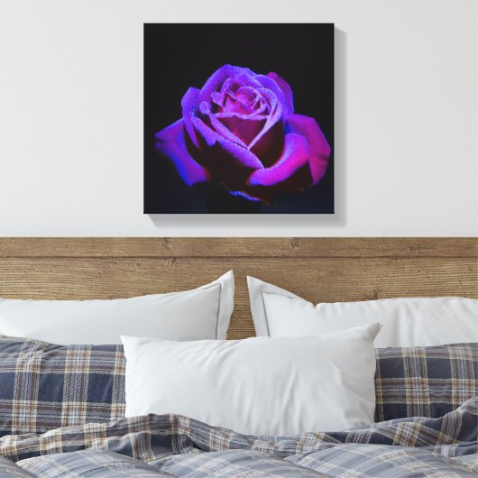 Lila Rose mit Wassertropfen auf schwarzem Grund Leinwanddruck (Insitu (Schlafzimmer))