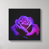 Lila Rose mit Wassertropfen auf schwarzem Grund Leinwanddruck (Vorderseite)