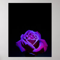 Lila Rose mit Wassertropfen auf schwarzem Grund