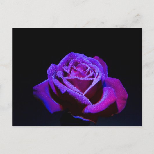 Lila Rose mit Wassertropfen auf schwarzem Grund Postkarte (Vorderseite)