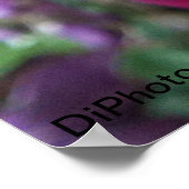 Lila Rose Poster (Ecke)