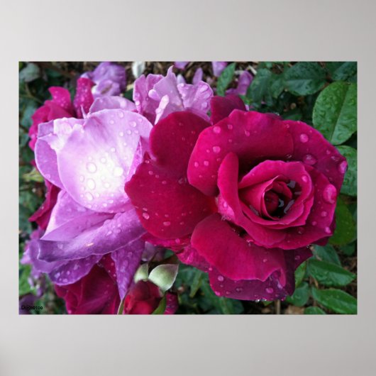 Lila Rose Poster (Vorne)
