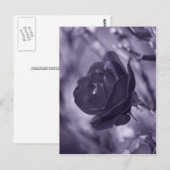 Lila Rose Postkarte (Vorne/Hinten)