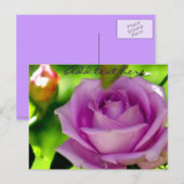 Lila Rose_ Postkarte (Vorne/Hinten)