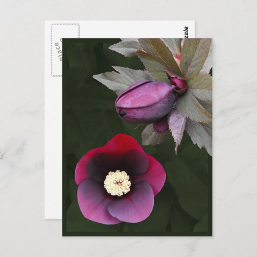 Lila Rose Postkarte (Vorne/Hinten)