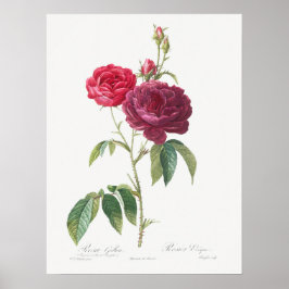 Lila Rose Rosa Gallica Pierre Joseph Redoute Poster