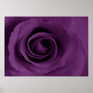 lila Rose von Etsy Plakat