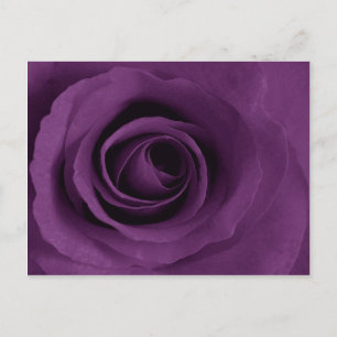 Lila Rose von Künstlerisch Postkarte