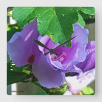 Lila Rose von Sharon oder von Hibiskus Syriacus