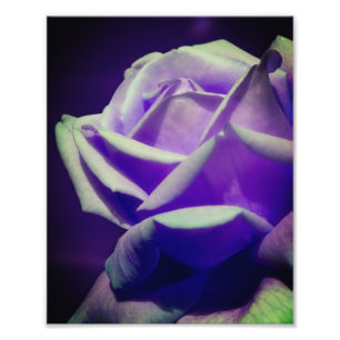 Lila Rosenknospe 8x10 Fotodruck