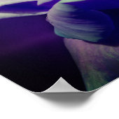 Lila Rosenknospe Poster (Ecke)