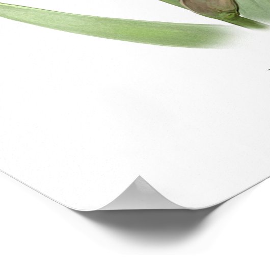 Lila Ruffeldfarben Iris Originale Kunstdruckerei Poster (Ecke)