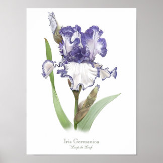 Lila Ruffeldfarben Iris Originale Kunstdruckerei Poster