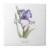 Lila Ruffled Iris Botanische Kunst Fliese (Vorderseite)