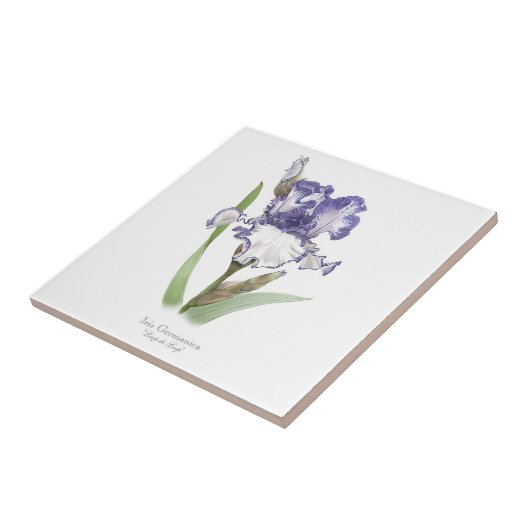 Lila Ruffled Iris Botanische Kunst Fliese (Seite)