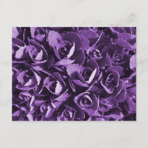 Lila Ruhm Postkarte