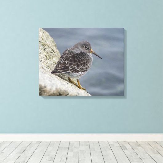 Lila Sandpiper Leinwanddruck (Insitu (Holzboden))