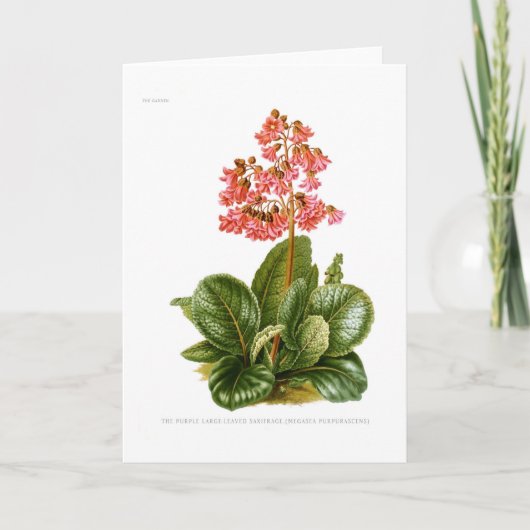 Lila Saxifrage Karte (Vorderseite)
