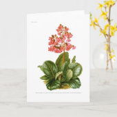 Lila Saxifrage Karte (Gelbe Blume)