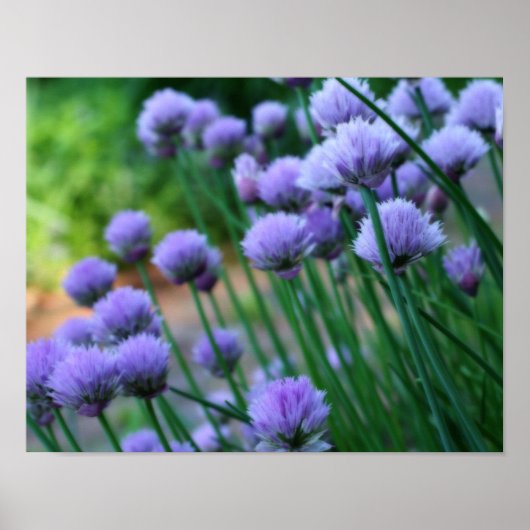 Lila Scallion Allianz Blume Orton Art Poster (Vorne)