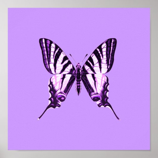 Lila Schmetterling Poster (Vorne)