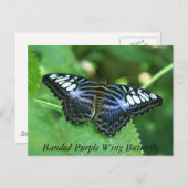 Lila Schmetterling Postkarte (Vorne/Hinten)