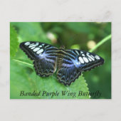 Lila Schmetterling Postkarte (Vorderseite)