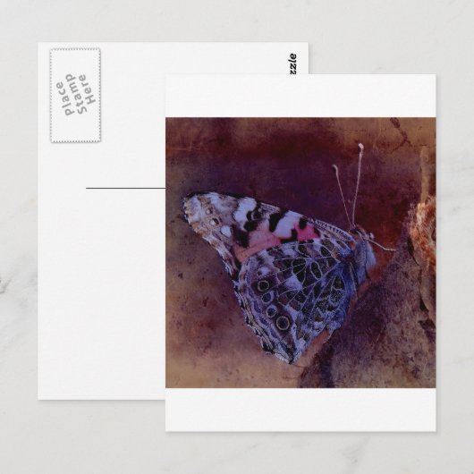 Lila Schmetterling Postkarte (Vorne/Hinten)