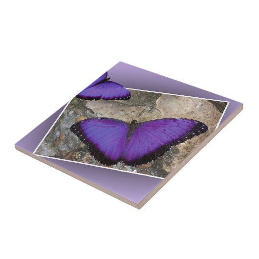 Lila Schmetterlinge Fliese (Seite)