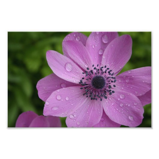 Lila Schönheit Fotodruck (Vorne)