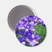 Lila Schönheit Magnet (Vorderseite/Rückseite)