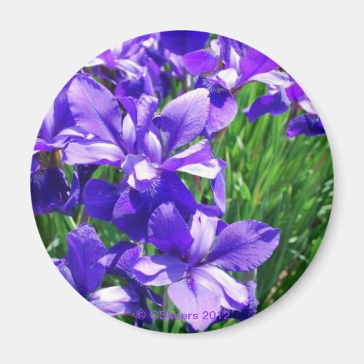 Lila Schönheit Magnet (Vorne)