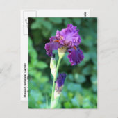 Lila Schönheit Postkarte (Vorne/Hinten)