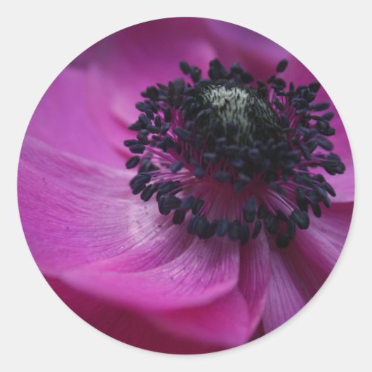Lila Schwarzes Herz Rosa Anemone Rundsticker Runder Aufkleber (Vorderseite)