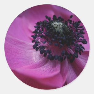 Lila Schwarzes Herz Rosa Anemone Rundsticker Runder Aufkleber