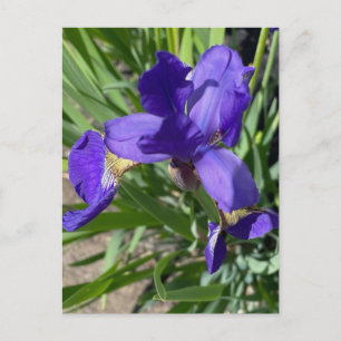 Lila Schwertlilie-Blumenfotografie  Postkarte