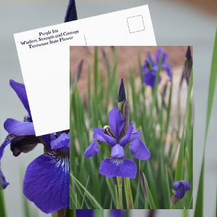 Lila Schwertlilie Botanische Blumenfotografie Postkarte