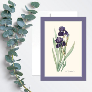 Lila Schwertlilie Germanica Botanische Kunst Notiz