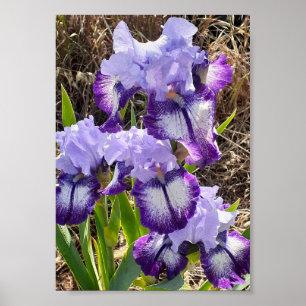 Lila Schwertlilie Iris Lilienblüten-Gartenposter Poster