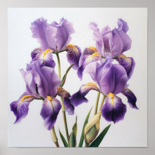 Lila Schwertlilien Blumen Kunst Druck Poster
