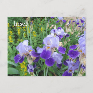 Lila Schwertlilien Postkarte