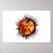 Lila Seeigel Poster (Vorne)